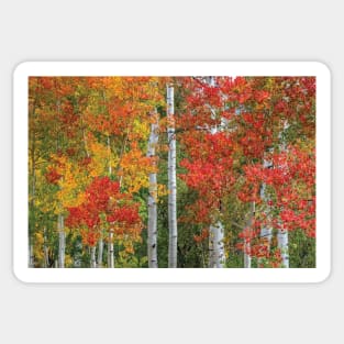 Colorado Autumn Sticker